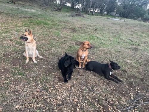 Four dogs of different breeds sitting on grass in a natural setting, surrounded by trees and scattered leaves.