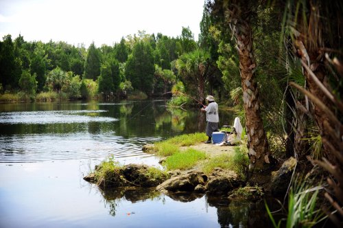 A person fishing by a serene lake surrounded by lush greenery and palm trees.