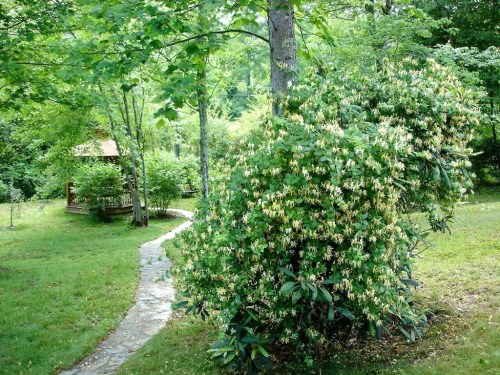 A lush garden with a winding stone path, surrounded by trees and flowering bushes, leading to a gazebo in the background.
