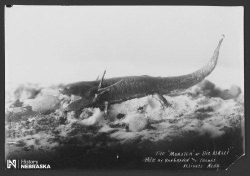 A large creature, dubbed the "Monster of Big Alkali," on a snowy surface next to a small toy car.