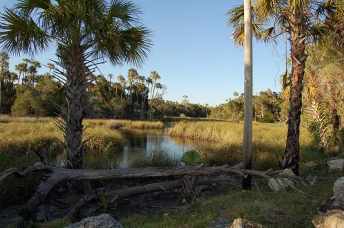 A serene landscape featuring a calm waterway surrounded by tall grasses and palm trees under a clear blue sky.