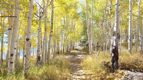 A serene path through a forest of tall, golden-leaved trees beside a calm body of water.