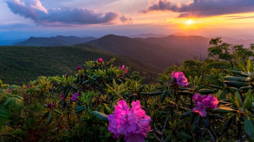 A vibrant sunset over rolling mountains, with blooming pink flowers in the foreground.