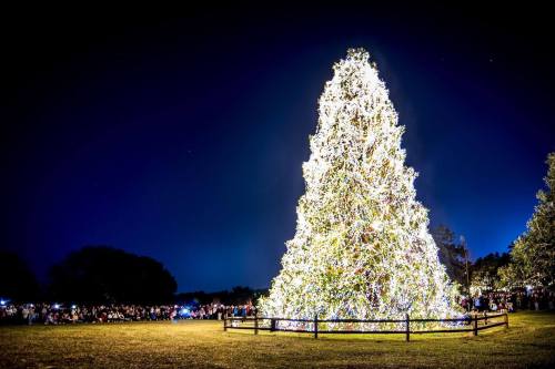 A large, illuminated Christmas tree stands in a park at night, surrounded by a crowd of people enjoying the festive atmosphere.