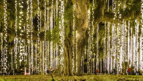 A large tree adorned with cascading lights, creating a magical, illuminated atmosphere in a nighttime setting.