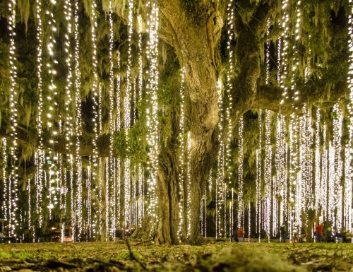 A large tree draped in glowing lights, creating a magical atmosphere in a dark, wooded area.