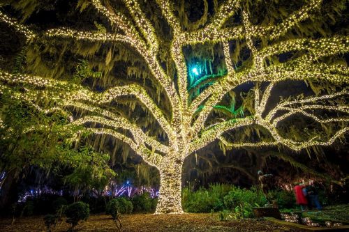 A large tree adorned with sparkling white lights, surrounded by greenery, creating a magical nighttime scene.