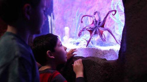 Two children watch an octopus in a colorful aquarium, captivated by its movements and vibrant surroundings.