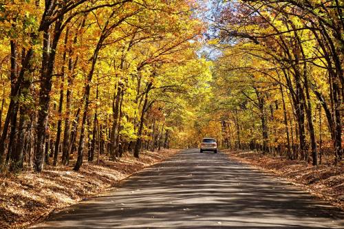 A car drives down a tree-lined road surrounded by vibrant autumn foliage.