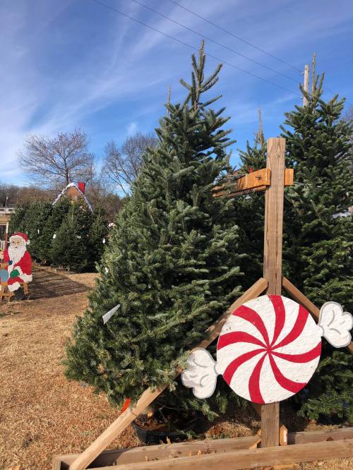 A row of Christmas trees with a large peppermint candy decoration in the foreground and a Santa figure in the background.
