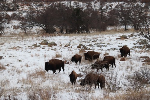 A herd of bison grazing in a snowy field, surrounded by rocks and sparse trees.