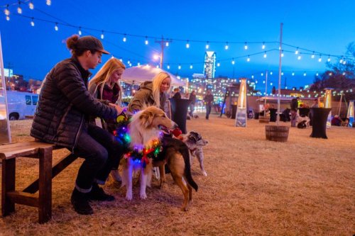 Two women and a man sit on a bench with three dogs, decorated with lights, at an outdoor event in the evening.