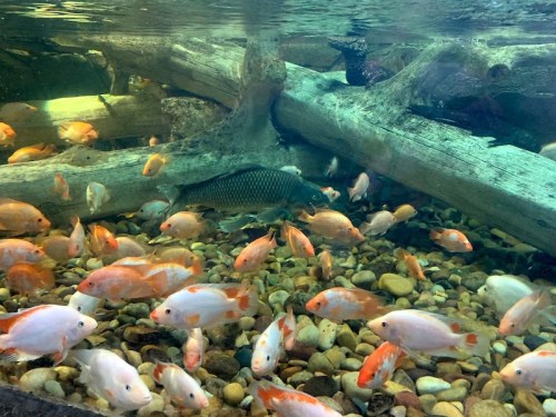A variety of fish swimming among pebbles and submerged logs in a clear aquarium setting.