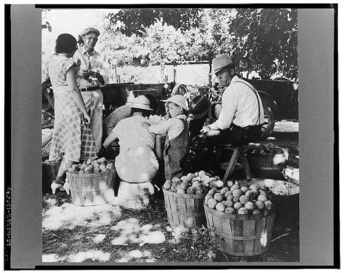 A black and white photo of people gathering and sorting apples near baskets in a rural setting.