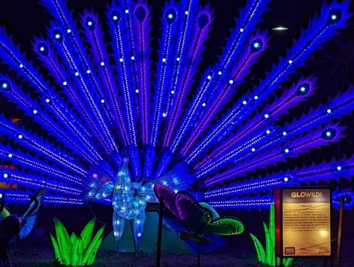 A vibrant peacock display made of colorful lights, with a butterfly and informational sign nearby.