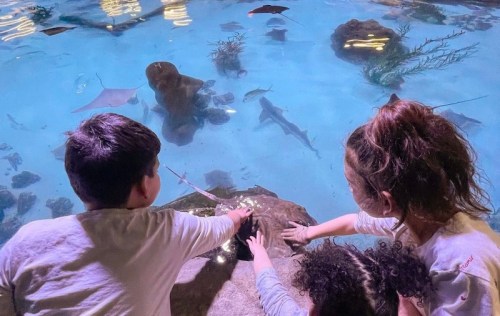 Two children reach out to touch the water in an aquarium, observing fish and rays swimming below.