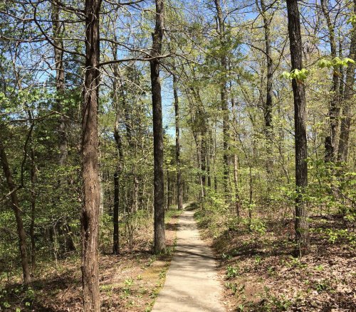 A narrow path winds through a lush, green forest under a clear blue sky. Trees line both sides of the trail.