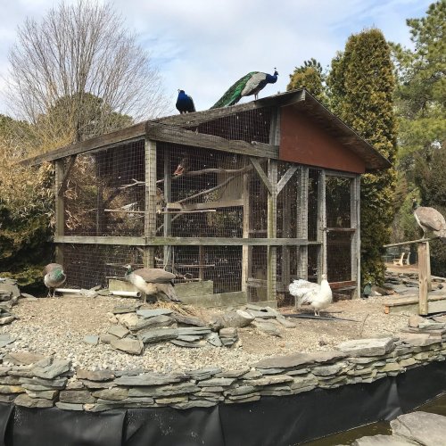 A bird enclosure with peacocks and other birds, surrounded by greenery and a stone pathway.