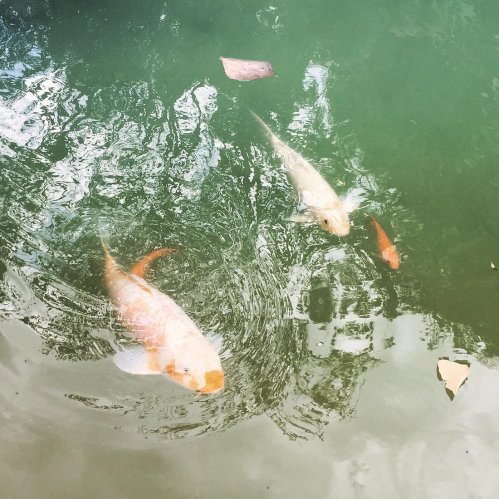 Two koi fish swimming in a green pond, surrounded by floating leaves.