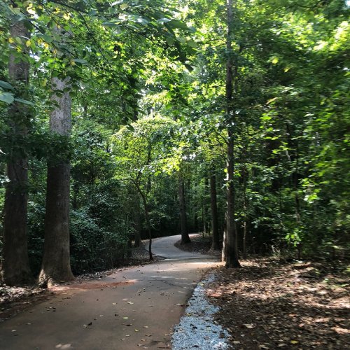 A winding path through a lush green forest, surrounded by tall trees and dappled sunlight.
