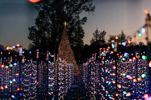A festive display of colorful lights illuminating a pathway, leading to a large, decorated Christmas tree in the background.