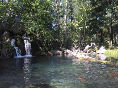 A serene forest scene featuring a clear pond, a small waterfall, and a heron standing on a log among lush greenery.