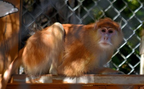 A monkey with orange fur sits on a wooden ledge, looking curiously at the camera behind a chain-link fence.