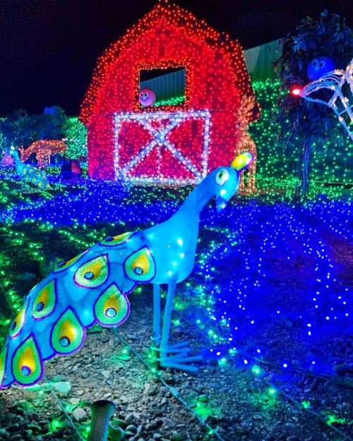 A brightly lit peacock sculpture in front of a barn, surrounded by colorful holiday lights at night.