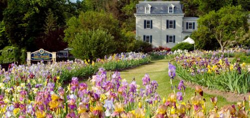 A vibrant field of colorful irises in bloom, leading to a historic house surrounded by lush greenery.