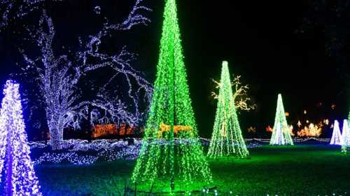 Colorful illuminated Christmas trees in a dark park, surrounded by twinkling lights and festive decorations.