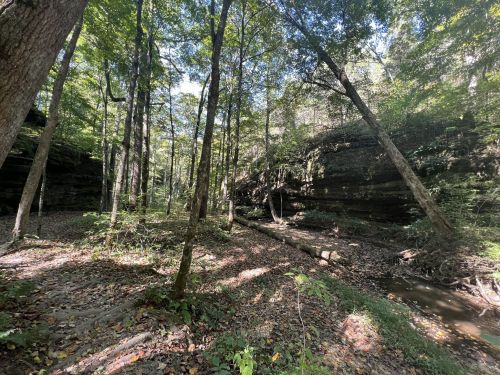 A serene forest scene with tall trees, rocky cliffs, and a small stream running through a sunlit clearing.
