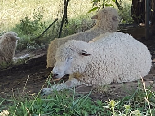 Three sheep resting on the ground, surrounded by grass and greenery, with one lying down and two sitting nearby.