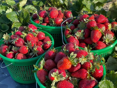 Baskets filled with fresh, ripe strawberries surrounded by green leaves.