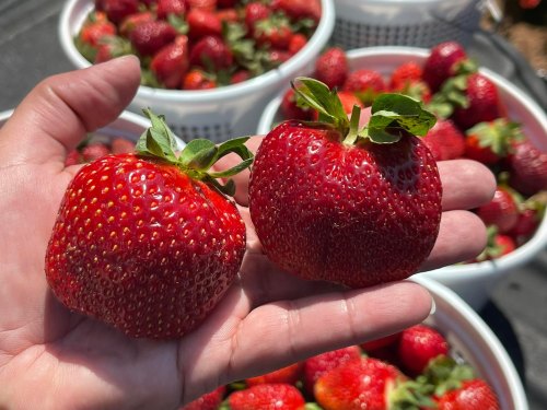 A hand holding two large, ripe strawberries, with baskets of strawberries in the background.
