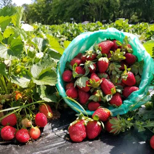 A green basket filled with ripe strawberries, surrounded by strawberry plants in a sunny field.