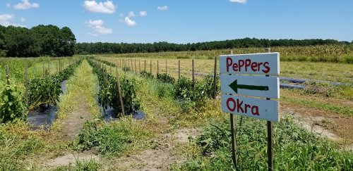 A farm field with rows of plants and a sign pointing left for peppers and okra, under a clear blue sky.
