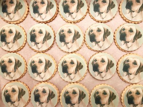 A tray of cookies decorated with images of a Labrador retriever's face, arranged in a neat pattern.