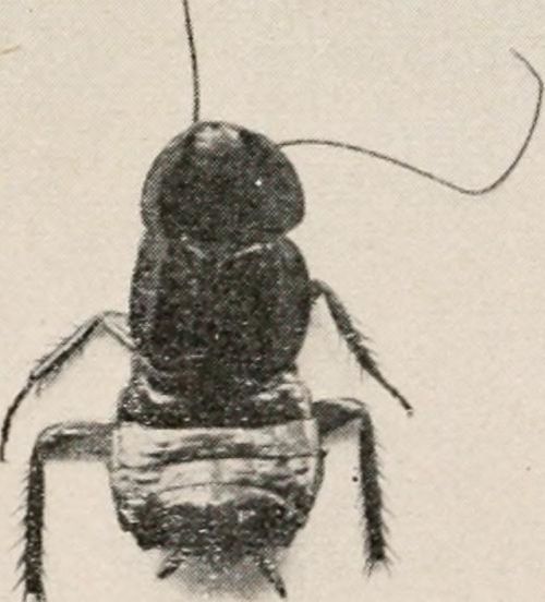 Close-up of a black insect, possibly a cockroach, viewed from above, showcasing its segmented body and antennae.
