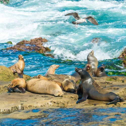 A group of sea lions resting on rocky shore, with waves crashing in the background and a bird flying overhead.