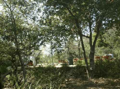 A serene park scene with trees, greenery, and picnic tables in a sunny outdoor setting.