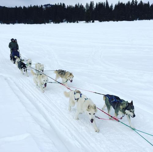 A person sleds on snow, pulled by a team of eight dogs, surrounded by a snowy landscape and pine trees.