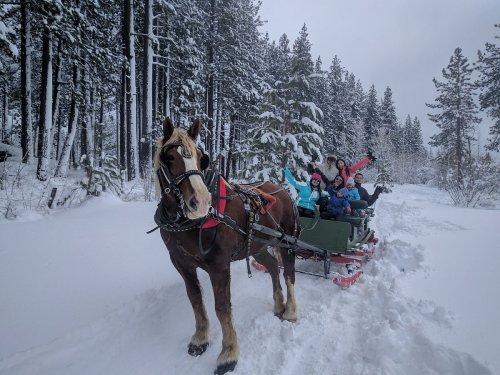 A horse-drawn sleigh in a snowy forest, with excited passengers waving from the sled. Pine trees surround the scene.