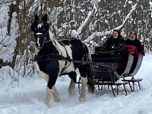 A black and white horse pulls a sleigh through a snowy forest, with two people seated inside the sleigh.