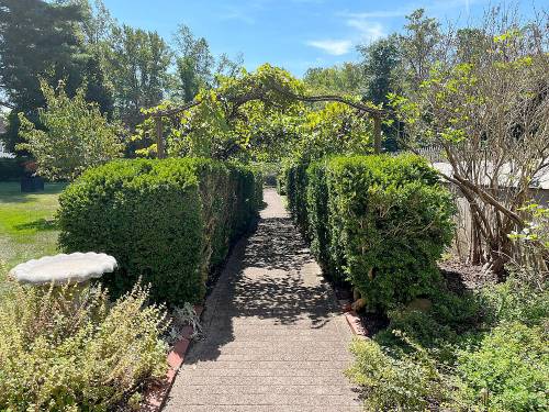 A pathway lined with neatly trimmed hedges leads to a trellis covered in greenery under a clear blue sky.
