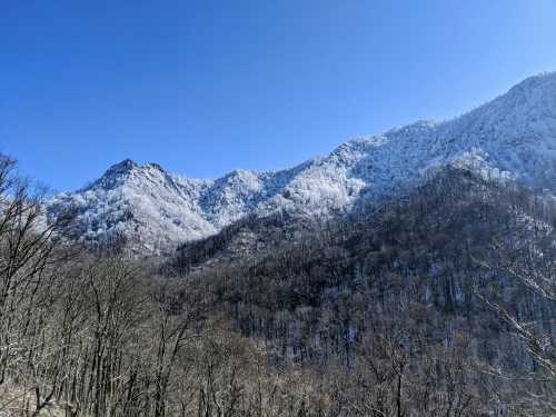 Snow-covered mountains under a clear blue sky, with bare trees in the foreground.