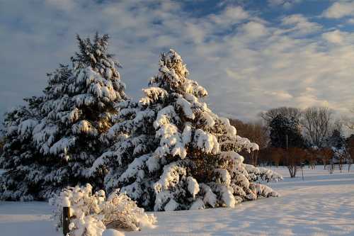 Snow-covered evergreen trees under a cloudy sky, with a serene winter landscape in the background.