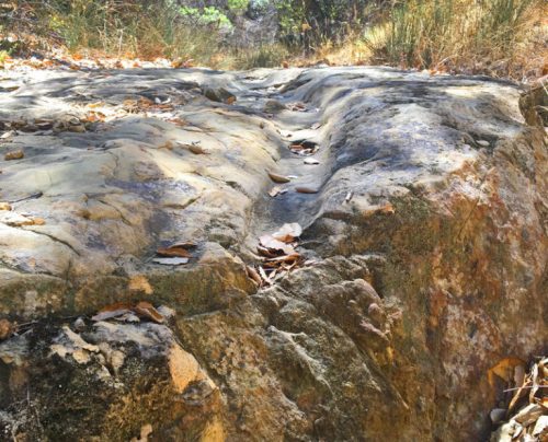 A rocky surface with a slight groove, surrounded by dry leaves and sparse vegetation in a natural setting.