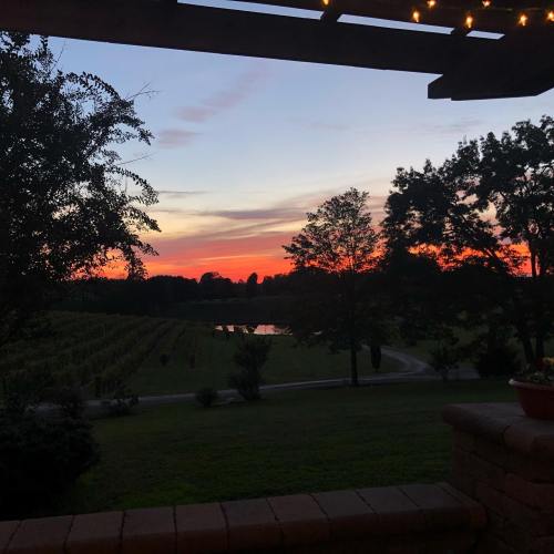A serene sunset over a vineyard, with trees silhouetted against a colorful sky.