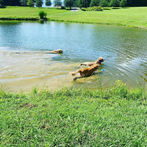 Two dogs play in a pond, splashing in the water with green grass and trees in the background.