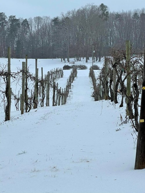 A snow-covered vineyard with bare vines and wooden posts, surrounded by a winter landscape of trees in the background.
